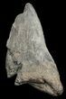 Partial, Megalodon Tooth #44831-1